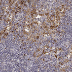Immunohistochemical staining of human lymph node shows moderate to strong membranous positivity in lymphoid cells.