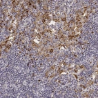 Immunohistochemical staining of human lymph node shows moderate to strong membranous positivity in lymphoid cells.