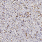 Anti-CD14 Antibody