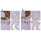 Immunohistochemical staining of human adrenal gland, kidney, lower gastrointestinal and testis using Anti-DBH antibody HPA002130 (A) shows similar protein distribution across tissues to independent antibody HPA070789 (B).