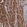 Anti-VCL Antibody