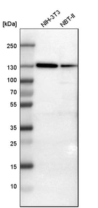 Western blot analysis in mouse cell line NIH-3T3 and rat cell line NBT-II.