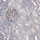 Anti-ESYT2 Antibody