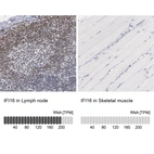 Anti-IFI16 Antibody