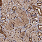 Anti-CUL5 Antibody