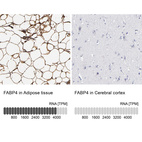 Anti-FABP4 Antibody