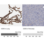 Anti-CD55 Antibody