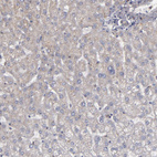 Anti-CD55 Antibody