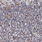 Immunohistochemical staining of human duodenum shows moderate to strong positivity in apical membrane in glandular cells and lympohoid cells.