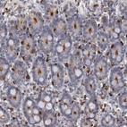 Immunohistochemical staining of human duodenum shows moderate to strong positivity in apical membrane in glandular cells and lympohoid cells.