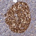 Immunohistochemical staining of human pancreas shows moderate to strong positivity in islets of Langerhans.