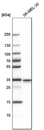 Anti-STX3 Antibody