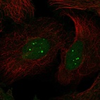 Immunofluorescent staining of human cell line U-2 OS shows localization to nucleus, nuclear bodies & the Golgi apparatus.