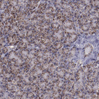 Anti-LONP1 Antibody