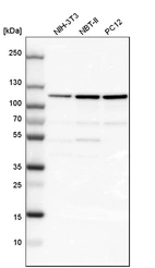 Western blot analysis in mouse cell line NIH-3T3, rat cell line NBT-II and rat cell line pC12.