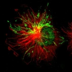 Immunofluorescent staining of human cell line U-251 MG shows localization to nucleoplasm & mitochondria.