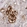Anti-IGFBP7 Antibody