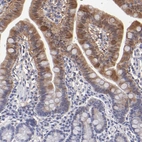 Immunohistochemical staining of human small intestine shows moderate cytoplasmic positivity in glandular cells.
