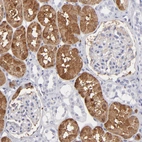 Immunohistochemical staining of human kidney shows moderate cytoplasmic positivity in cells in proximal tubules.