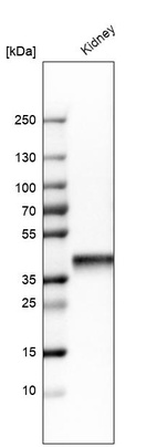 Western blot analysis in human kidney tissue.