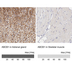 Immunohistochemistry analysis in human adrenal gland and skeletal muscle tissues using HPA002199 antibody. Corresponding ABCB1 RNA-seq data are presented for the same tissues.