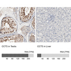 Anti-CCT5 Antibody