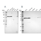 Western blot analysis using Anti-CCT5 antibody HPA002238 (A) shows similar pattern to independent antibody HPA005958 (B).