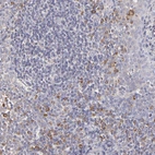 Immunohistochemical staining of human tonsil tissues shows moderate cytoplasmic positivity in non-germinal center cells.