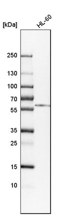 Western blot analysis in human cell line HL-60.