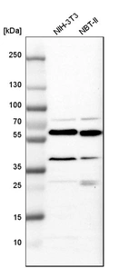 Western blot analysis in mouse cell line NIH-3T3 and rat cell line NBT-II.