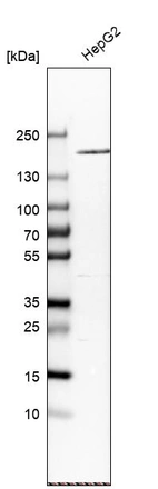Western blot analysis in human cell line HepG2.