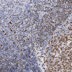 Immunohistochemical staining of human tonsil shows strong nuclear positivity in germinal and non-germinal center cells.
