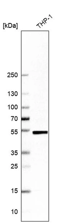 Western blot analysis in human cell line THP-1.