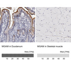 Anti-MGAM Antibody