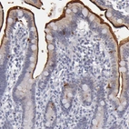 Immunohistochemical staining of human duodenum shows strong positivity in apical membrane in glandular cells.