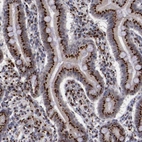 Immunohistochemical staining of human small intestine shows strong positivity in Golgi apparatus in glandular cells.