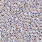 Anti-GOLIM4 Antibody