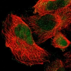 Immunofluorescent staining of human cell line U-251 MG shows localization to nucleoplasm & cytosol.