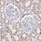 Immunohistochemical staining of human kidney shows moderate granular positivity in cytoplasm in cells in tubules.