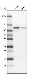 Western blot analysis in mouse liver tissue and rat liver tissue.