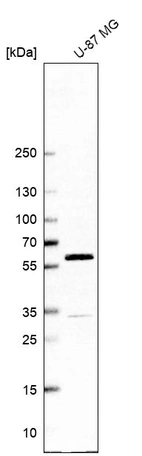 Western blot analysis in human cell line U-87 MG.