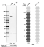 Western blot analysis in human cell lines A-549 and HEK293 using Anti-MVP antibody. Corresponding MVP RNA-seq data are presented for the same cell lines. Loading control: Anti-HDAC1.