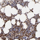 Immunohistochemical staining of human bone marrow shows high expression.