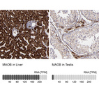 Anti-MAOB Antibody