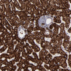 Immunohistochemical staining of human liver shows moderate to strong granular cytoplasmic positivity in hepatocytes.