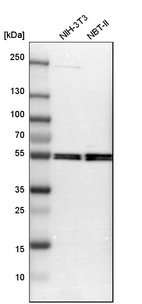 Western blot analysis in mouse cell line NIH-3T3 and rat cell line NBT-II.