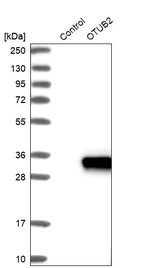 Western blot analysis in control (vector only transfected HEK293T lysate) and OTUB2 over-expression lysate (Co-expressed with a C-terminal myc-DDK tag (~3.1 kDa) in mammalian HEK293T cells, LY402958).