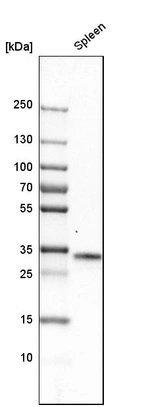Western blot analysis in human spleen tissue.
