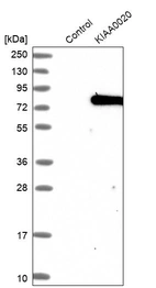 Western blot analysis in control (vector only transfected HEK293T lysate) and KIAA0020 over-expression lysate (Co-expressed with a C-terminal myc-DDK tag (~3.1 kDa) in mammalian HEK293T cells, LY414965).