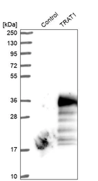 Western blot analysis in control (vector only transfected HEK293T lysate) and TRAT1 over-expression lysate (Co-expressed with a C-terminal myc-DDK tag (~3.1 kDa) in mammalian HEK293T cells, LY413992).